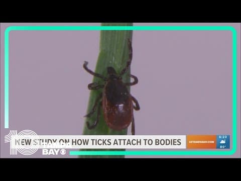 Ticked-off: New study sheds light on how ticks are able to attach to people so easily