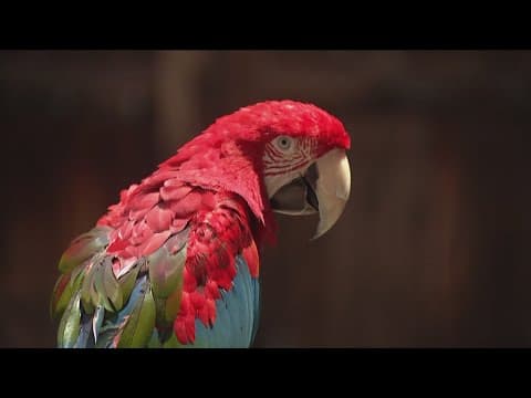 Zoo Day | Meet the parrot