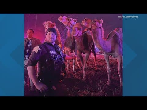 'Camels and zebras' take over highway after semi fire in Grant County