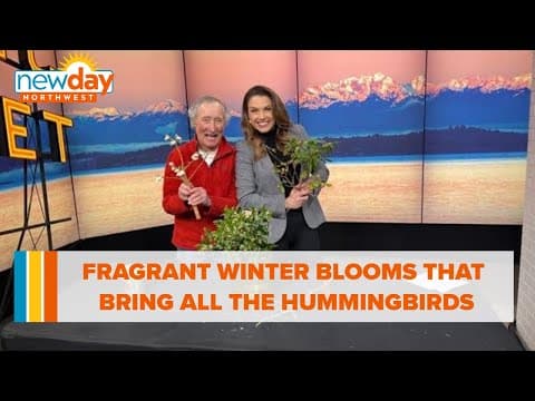 These fragrant winter blooms bring all the hummingbirds to the yard - New Day NW