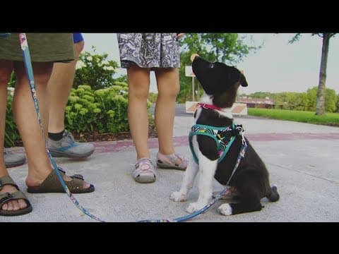 Rescued puppy gets new home in the Twin Cities
