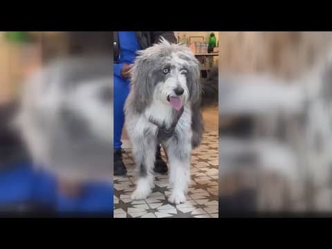 Raven from Thrive Animal Rescue needs a home!