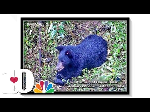 Flapjack the bear dead, ABR closely monitoring five other bears