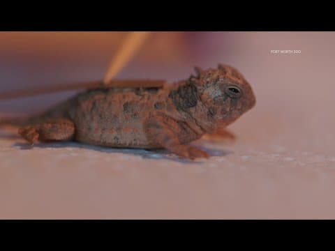 Fort Worth Zoo releases a record number of horned frogs