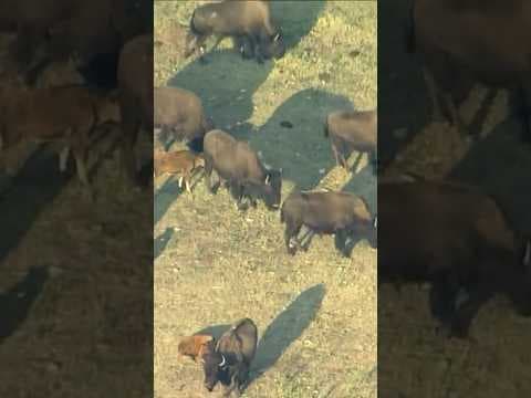 Where the Buffalo Roam: Bison Herd Near Denver