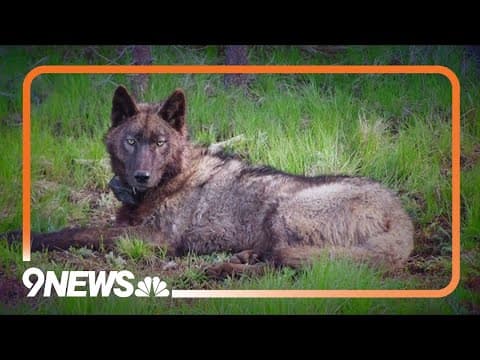 Judge to decide whether to halt Colorado's wolf reintroduction efforts