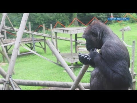 Zoo Knoxville welcomes new female gorilla as part of breeding program