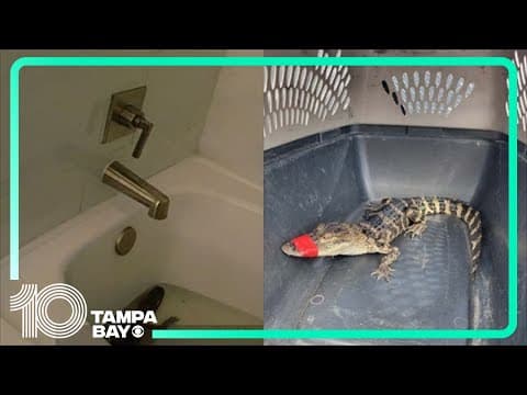 Woman 'borrows' gator from Tampa zoo, takes it to Orlando hotel for birthday