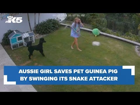 12-year-old girl rescues pet guinea pig from the jaws of a snake
