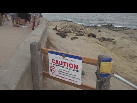 Point La Jolla near Seals could end up permanently closed year-round