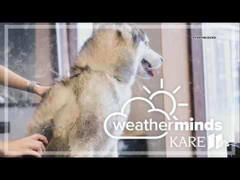 WeatherMinds: Shedding season