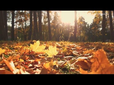 VERIFY: Is it OK to not rake fall leaves?