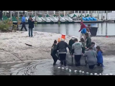 Wildlife experts rescue a manatee suffering from cold stress in St. Pete