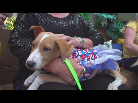 Mega Pet Adoption Event happening this Saturday