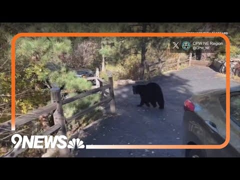 Bear breaks into car, leaves mess
