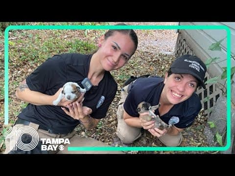 Puppies rescued from under abandoned house in Tampa Bay area