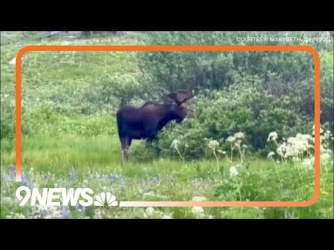 Moose among wildflowers near Steamboat Springs