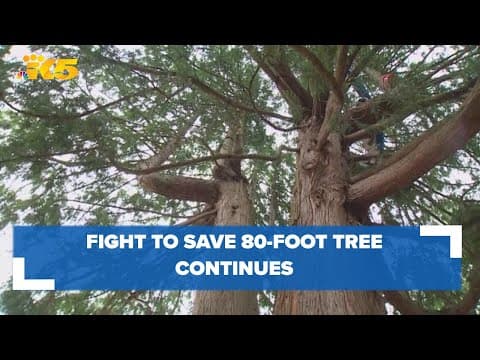 Supporters bring fight to save cedar in Seattle's Wedgwood neighborhood to city council chambers