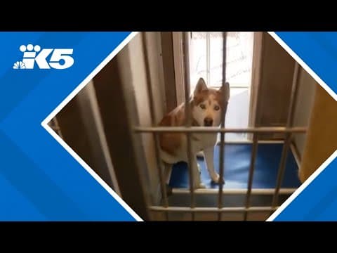 State of emergency declared in Clallam County over dangerous dogs