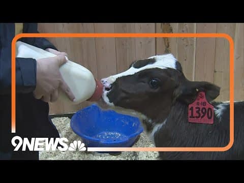 Meet the baby animals at the National Western Stock Show