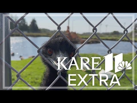 Emus greet visitors at McGregor Dairy Queen