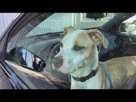 How leaving children, pets inside a hot car can cost a life