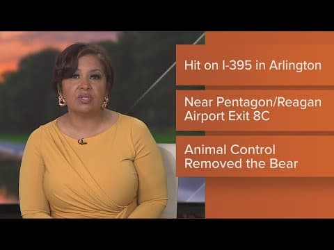Bear hit, killed on I-395 in Arlington