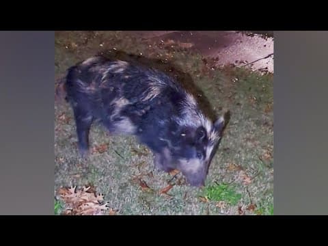 Trap set for feral hogs terrorizing Irving neighborhood for weeks