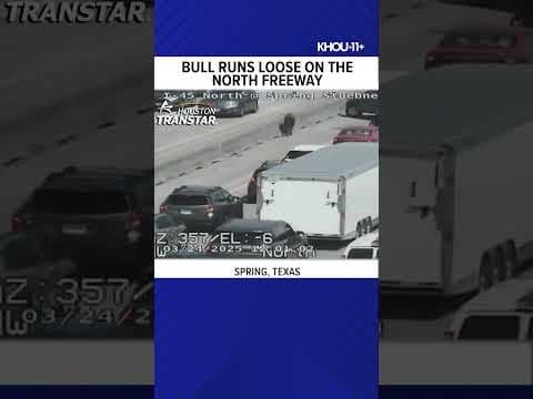 Loose bull shuts down Houston traffic on I-45