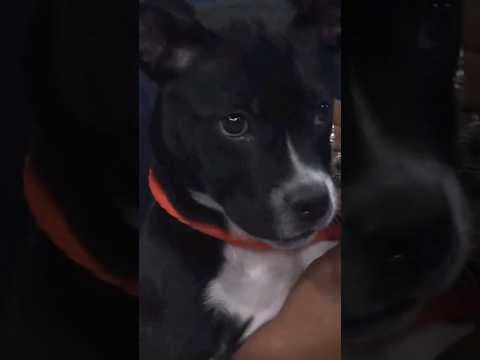 LASPCA: Pit Bulls get a bad rap