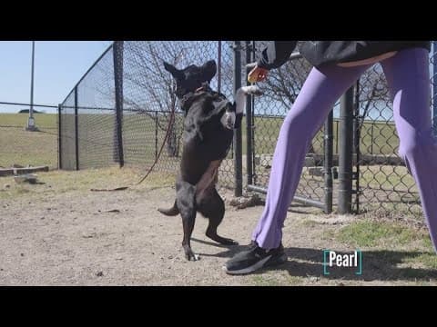 Tailwaggers: Meet Pearl