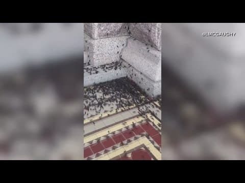 Why are there so many crickets in North Texas?