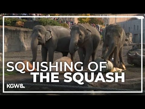 Oregon Zoo elephants squash giant pumpkins