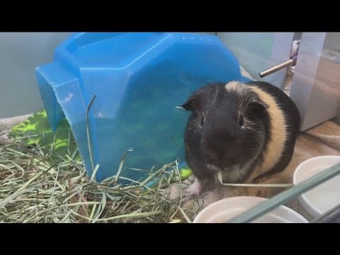 San Diego Humane Society braces for $1 million cut