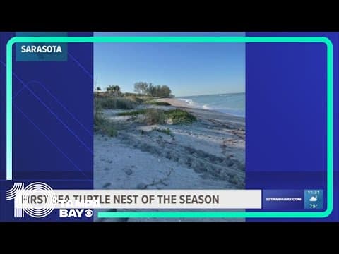 First local sea turtle nest of 2023 documented in Sarasota County