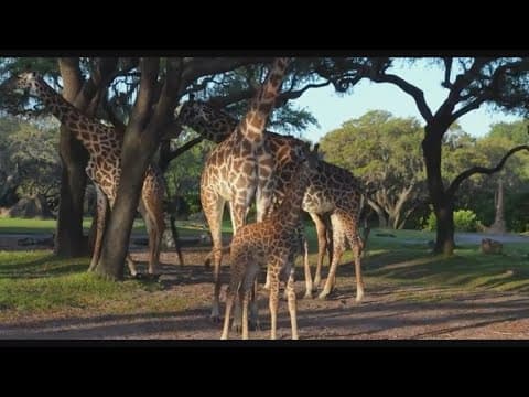 Giraffe calf makes debut at Disney's Animal Kingdom