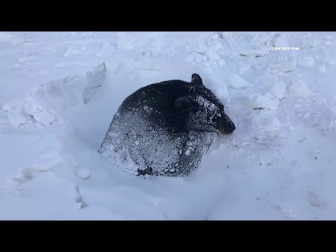 DNR rescues bear stuck in northern Minnesota culvert