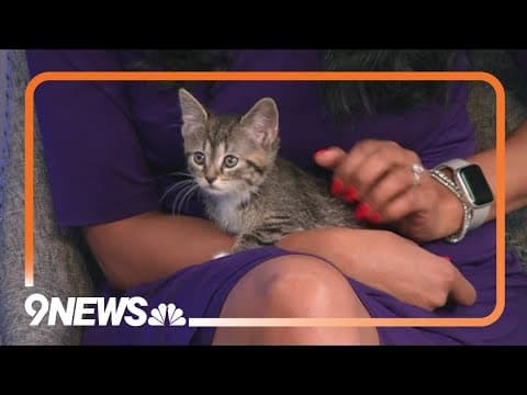 Sweet and spunky kittens ready to find their new homes