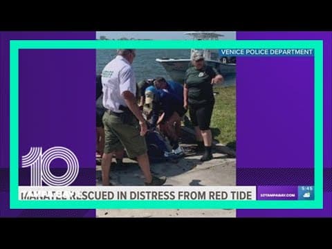 Manatee distressed from red tide rescued by Sarasota County crews