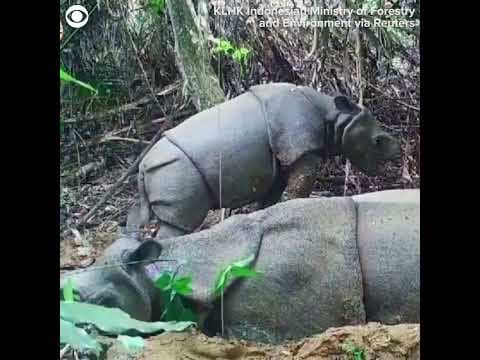 Rare baby rhino discovered on surveillance camera in Indonesia #shorts