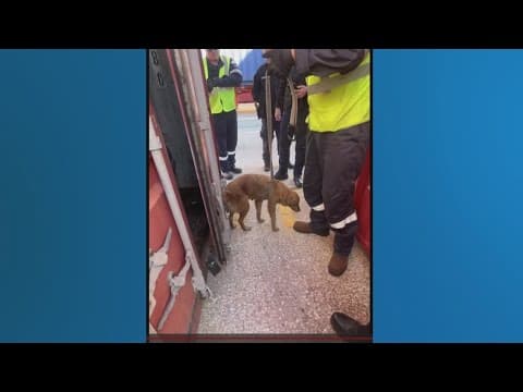 US Coast Guard finds dog inside shipping container near Houston