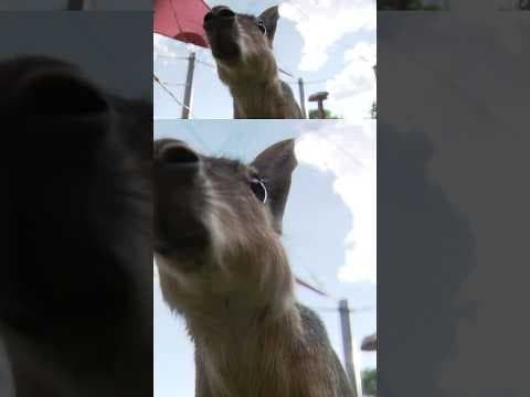 South American rodent on the loose in Colorado