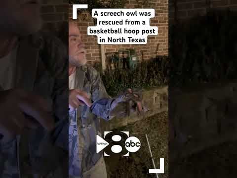 Owl rescued in North Texas after getting stuck in basketball hoop post