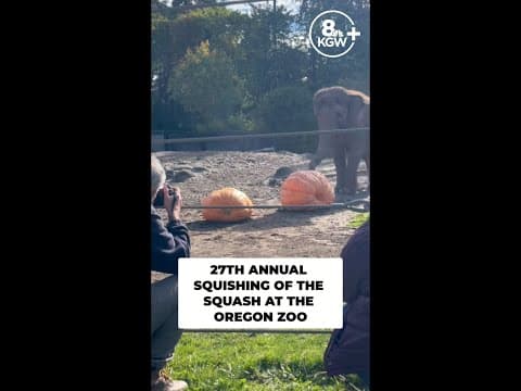 Elephants squash some huge pumpkins at the Oregon Zoo
