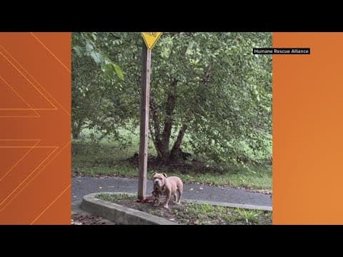 Abandoned pup Ham Solo rescued and adopted in DC