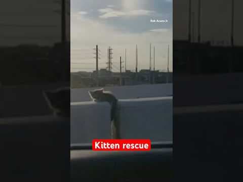 (2019) Kitten plucked from a median on Houston freeway