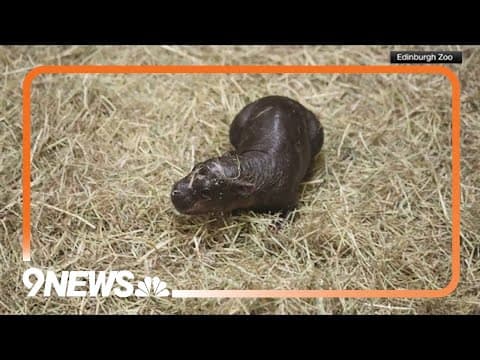 New pygmy hippo taking the internet by storm