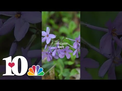Wildflower hike on Cove Hardwood Nature Trail in the Great Smoky Mountains