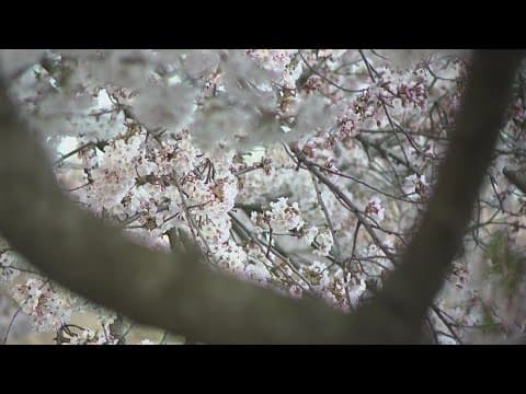 DC cherry blossoms hit peak bloom!