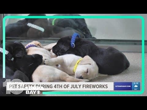 Here's how to keep your pets safe during 4th of July fireworks